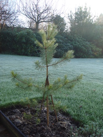 innocent christmas tree 05 to 09